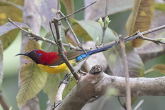 Aethopyga gouldiae