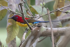 Aethopyga gouldiae