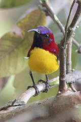 Aethopyga gouldiae