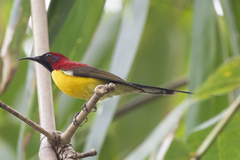 Aethopyga gouldiae