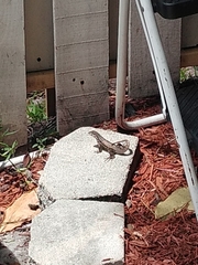 Leiocephalus carinatus