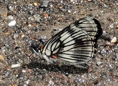 Gnathotriche exclamationis