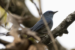 Cyornis unicolor