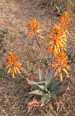 Aloe mudenensis