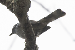 Cyornis unicolor