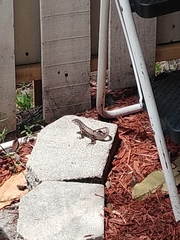 Leiocephalus carinatus