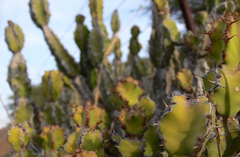 Euphorbia triangularis