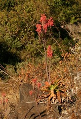 Aloe affinis