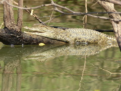 Crocodylus suchus