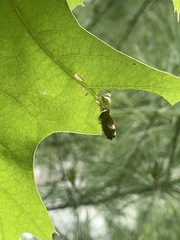 Homoeolabus analis