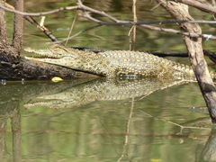 Crocodylus suchus