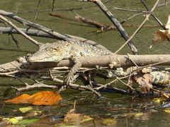 Crocodylus suchus