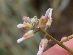 Boechera pauciflora