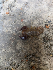 Euscorpius tauricus