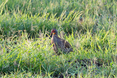 Pternistis rufopictus