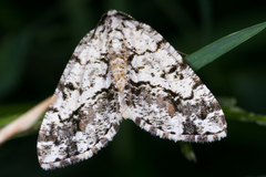 Macaria graphidaria