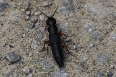 Dinothenarus badipes