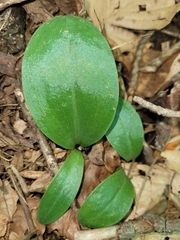 Galearis spectabilis