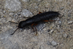 Dinothenarus badipes