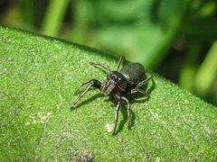 Tutelina similis