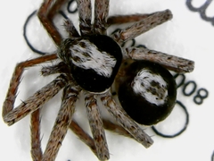 Pulchellodromus pulchellus