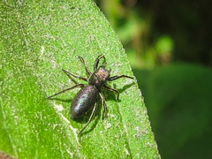 Tutelina similis