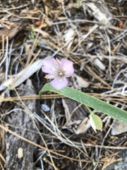 Calochortus nudus