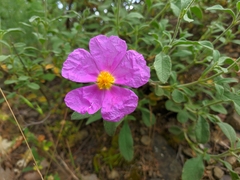 Cistus tauricus