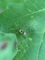 Erioptera venusta