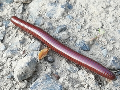 Pachyiulus hungaricus