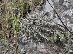 Parodia mammulosa