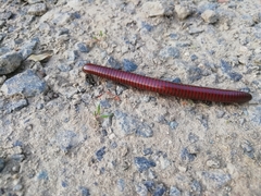 Pachyiulus hungaricus