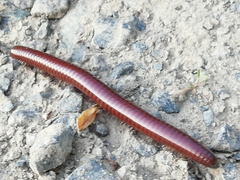 Pachyiulus hungaricus