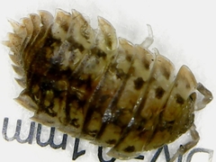 Agabiformius lentus