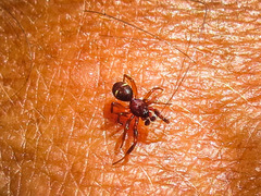 Asagena americana