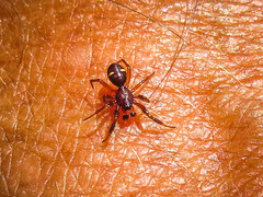 Asagena americana
