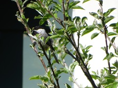 Poecile atricapillus