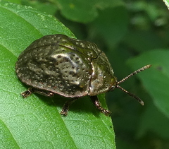 Polychalca aerea