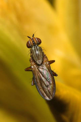 Pherbellia cinerella