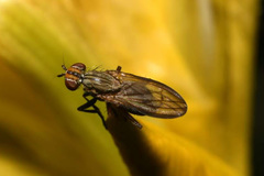 Pherbellia cinerella