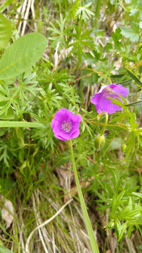 Pakosť krvavý (Geranium sanguineum)