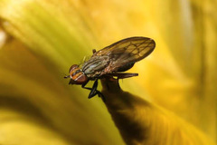 Pherbellia cinerella