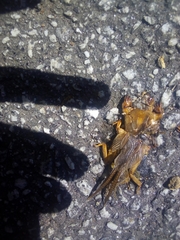 Gryllotalpa vineae