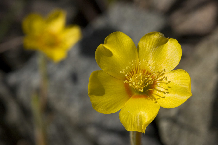 Mentzelia gracilenta