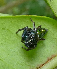 Parnaenus