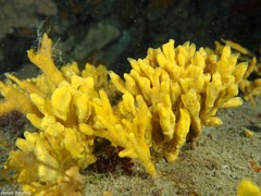 Axinella verrucosa