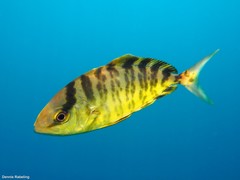 Seriola fasciata