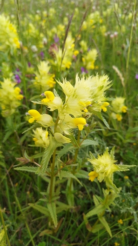 štrkáč kohútikový (Rhinanthus alectorolophus)