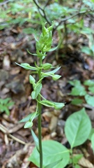 Platanthera chlorantha