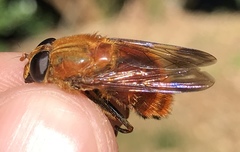 Aneriophora aureorufa